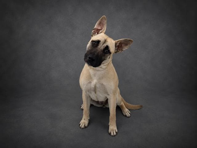Sandy - German Shepherd Dog