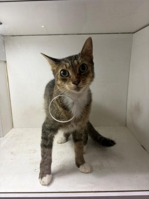 Sabrina - Domestic Short Hair