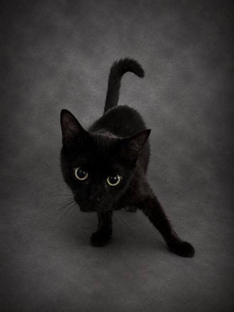 Sabrina - Domestic Short Hair