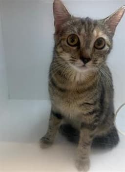 Jetta image 1