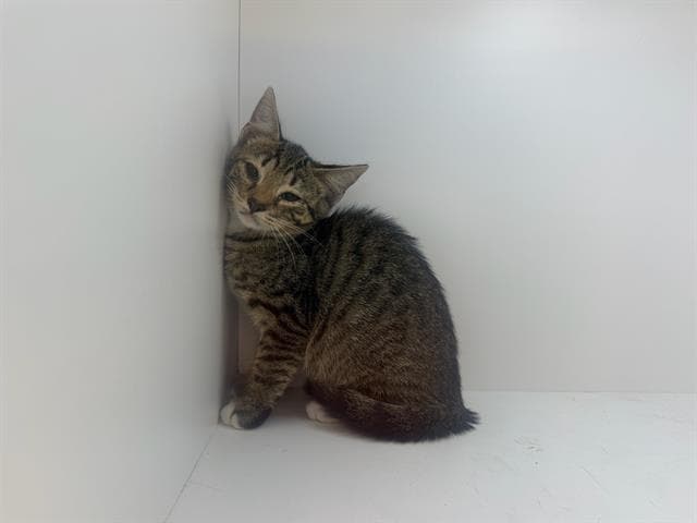 Unknown - Domestic Short Hair