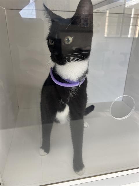 Pinky - Domestic Short Hair