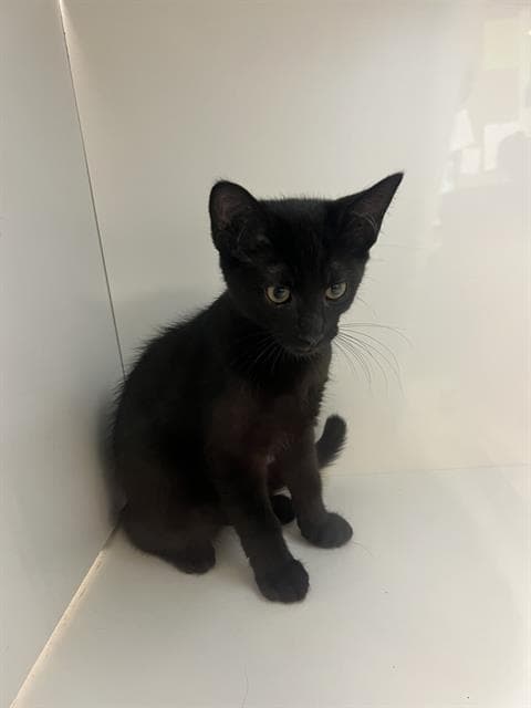 Lynn - Domestic Short Hair