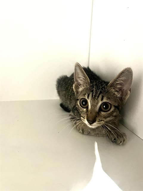 Chickie - Domestic Short Hair