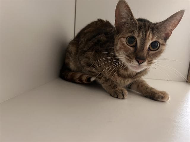 Annelise - Domestic Short Hair