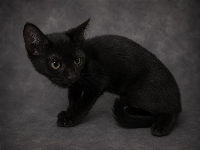 Roo - Domestic Short Hair