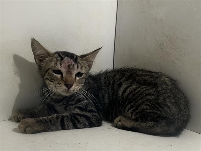 Jerry - Domestic Short Hair
