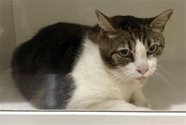 Unknown - Domestic Short Hair