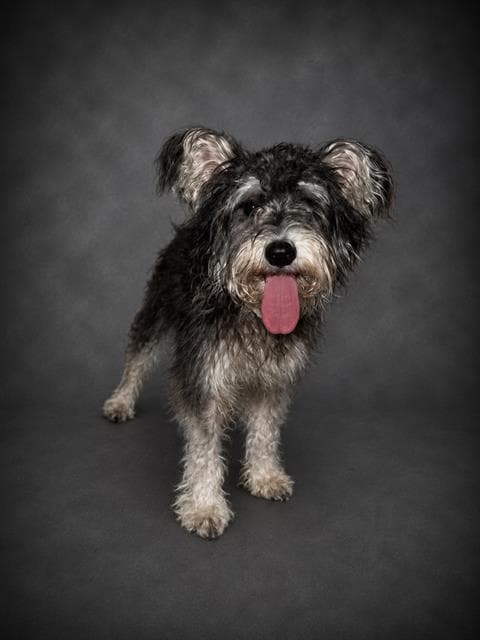 Christy - Yorkshire Terrier Yorkie