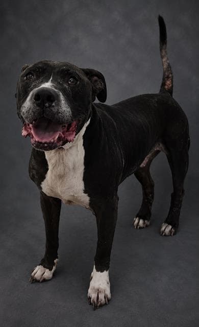 Smokey - Bulldog