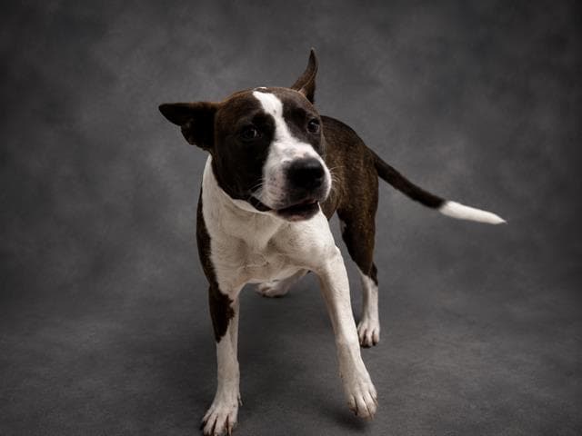 Scout - Bull Terrier
