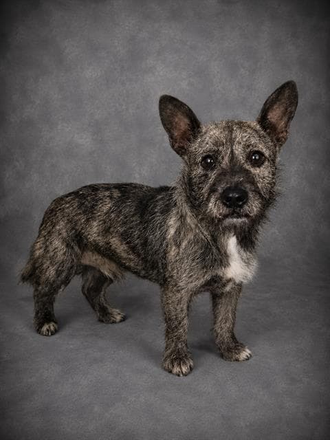 Unknown - Cairn Terrier