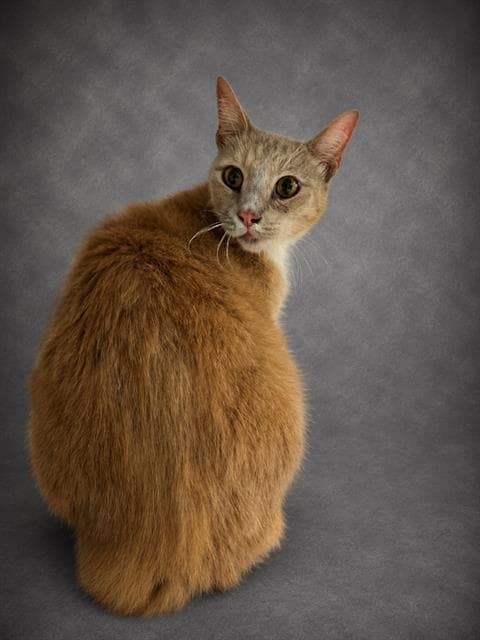 Rebel - Domestic Short Hair