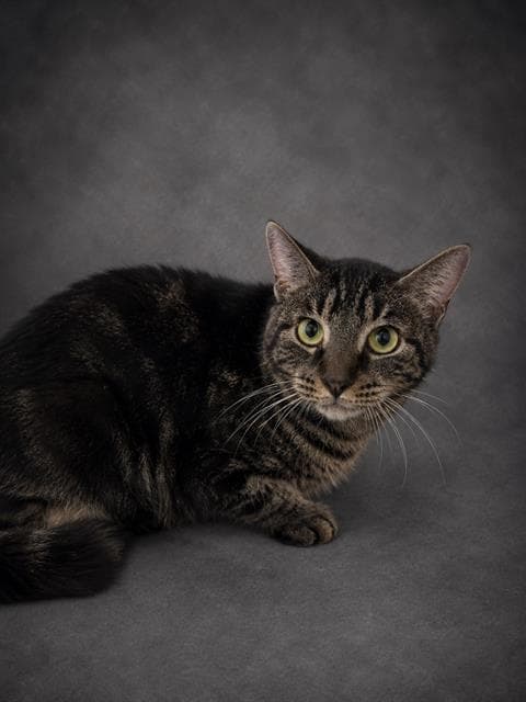 Marco - Domestic Short Hair