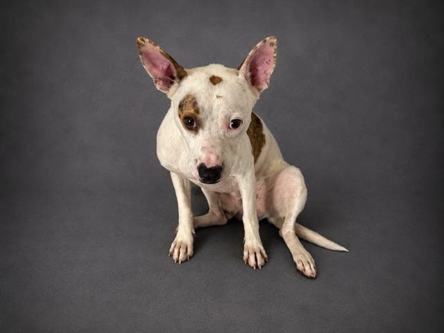 Winston - Parson Russell Terrier