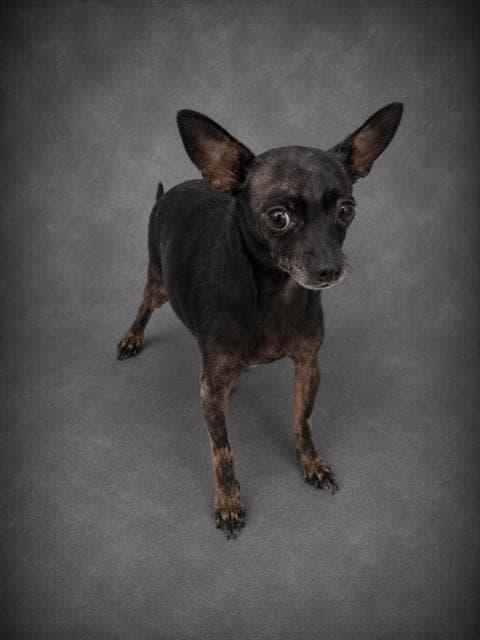 Unknown - Chihuahua