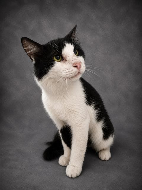 Oreo - Domestic Short Hair