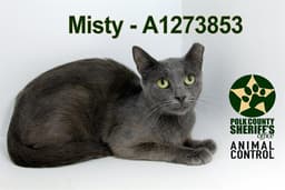 Misty image 1