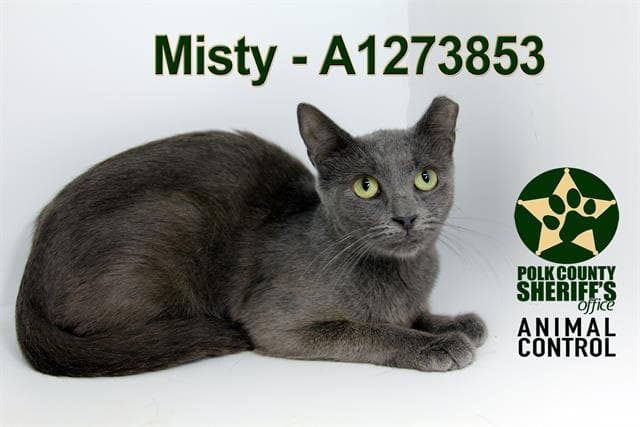 Misty - Domestic Short Hair