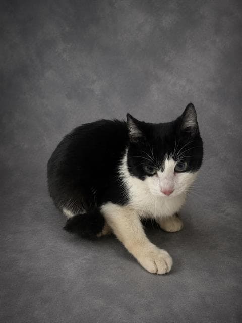 Fizzy - Domestic Short Hair