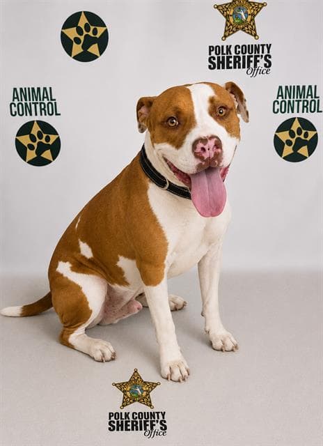 Bronco - American Bulldog