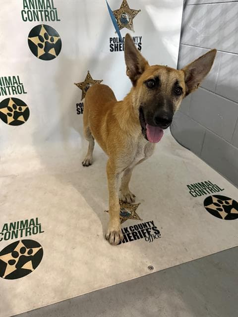 Hayden - Belgian Shepherd Malinois
