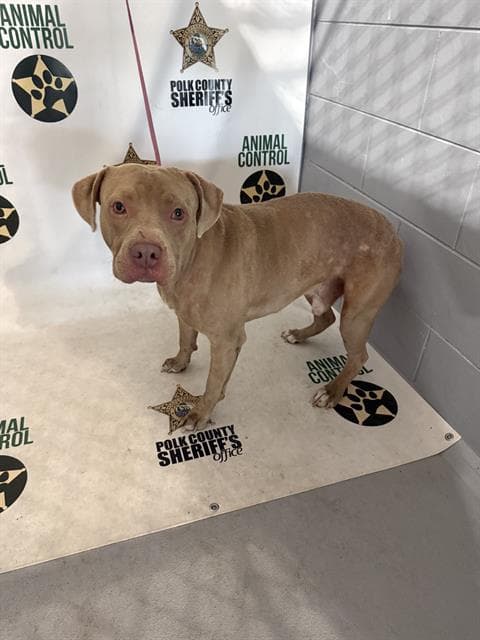 Unknown - Bulldog