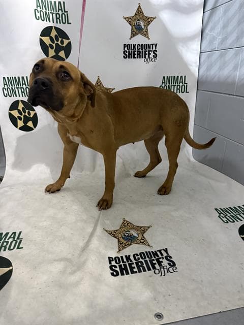 Dulce - Boxer