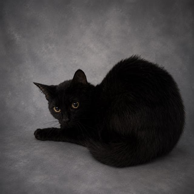 Unknown - Domestic Short Hair