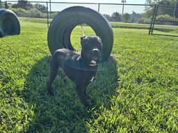 Millie image 1