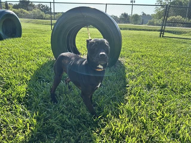 Millie - Labrador Retriever