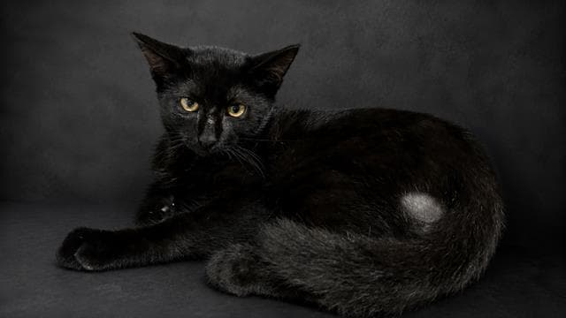 Halden - Domestic Short Hair