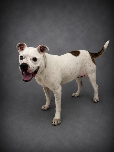 Berdine - Bulldog