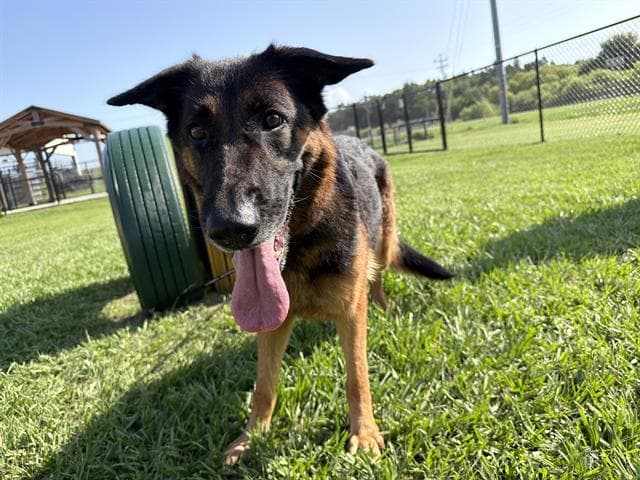 Willa - German Shepherd Dog