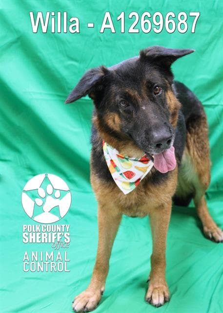 Willa - German Shepherd Dog