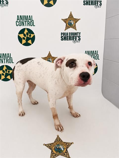 Eva - Bulldog