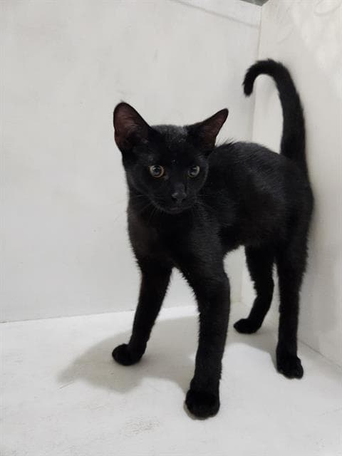 Zedd - Domestic Short Hair
