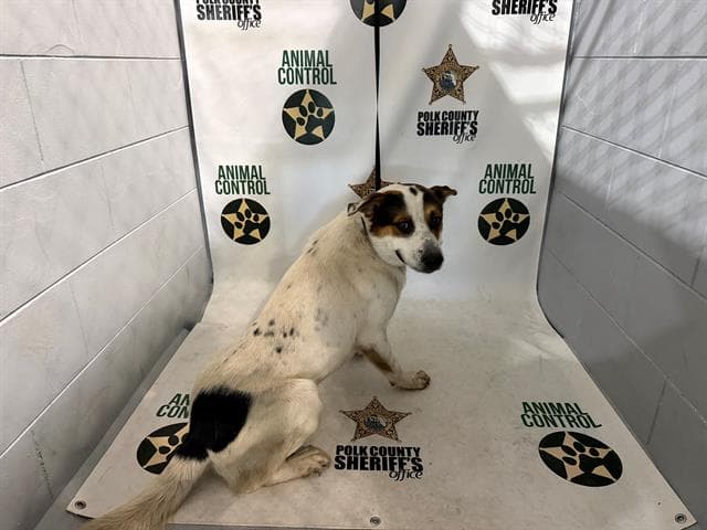 Cash - Australian Shepherd
