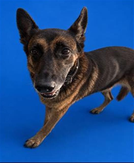 Ella - German Shepherd Dog