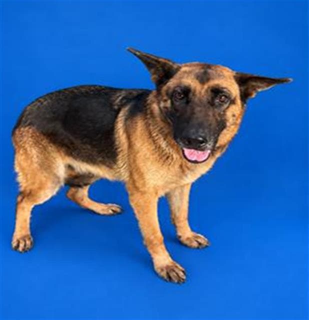 Girly - German Shepherd Dog