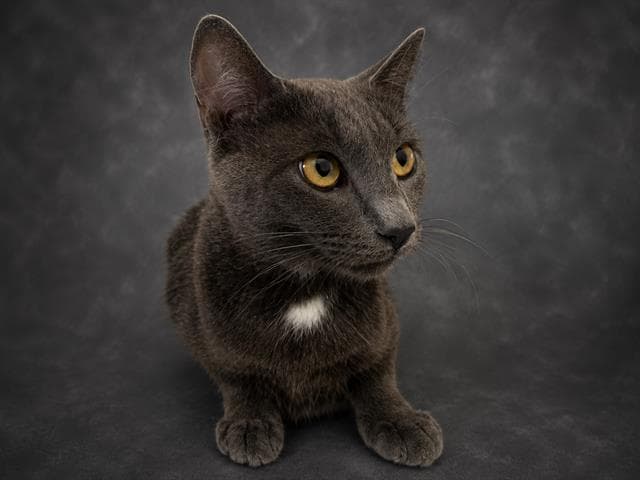 Shelly - Domestic Short Hair