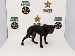 Jenny image 1