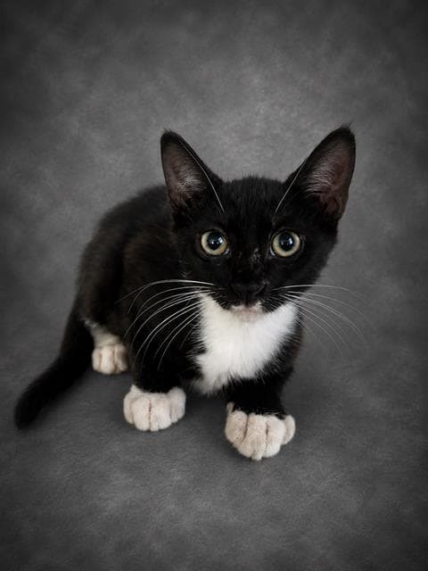 Dorian - Domestic Short Hair