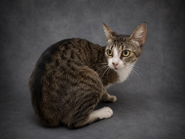 Blair - Domestic Short Hair