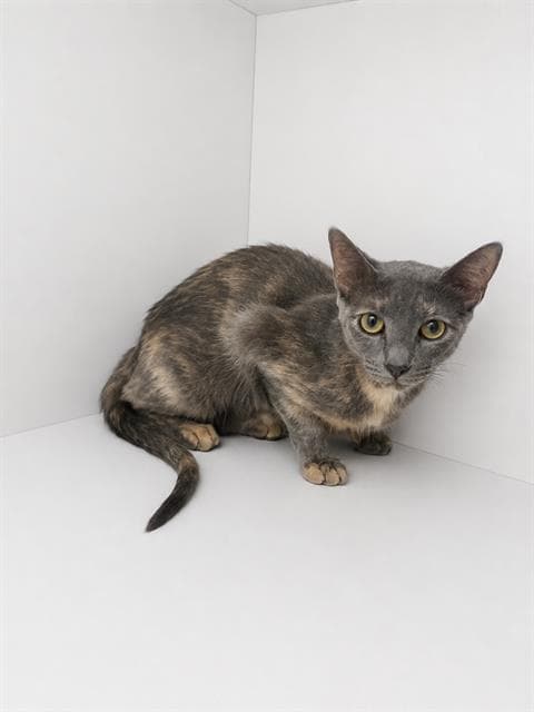 Miss Scarlet - Domestic Short Hair