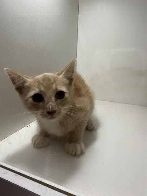 Wadsworth - Domestic Short Hair