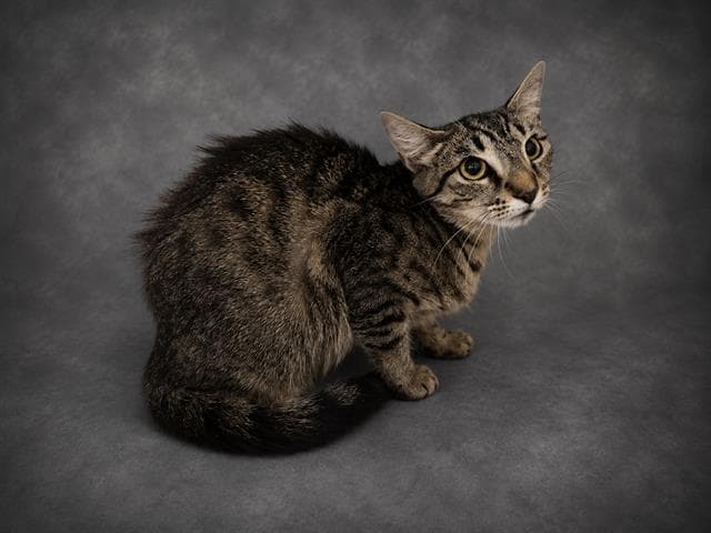 Brianna - Domestic Short Hair