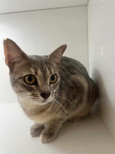 Mrs White - Domestic Short Hair