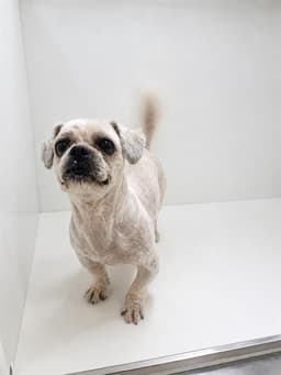 Benny image 1