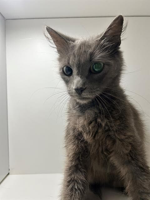 Mrs Peacock - Domestic Short Hair